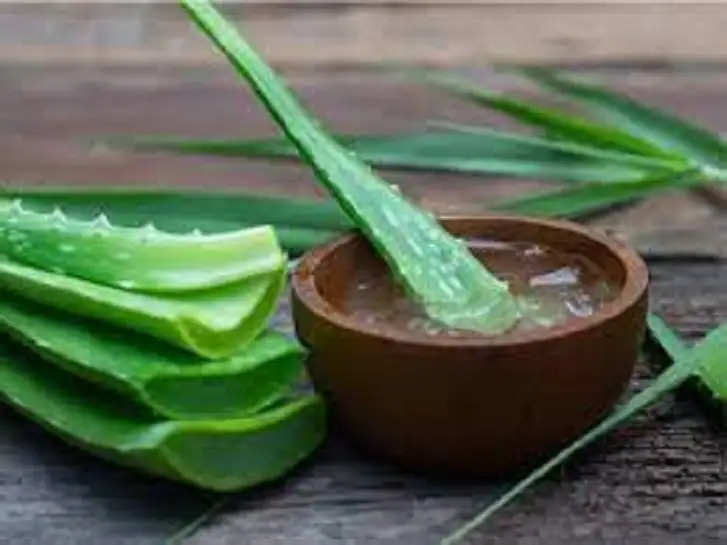 Aloe Vera Benefits: सर्दियों में न होंठ फटेंगे न ए़़ड़ी, इन 5 बड़ी समस्याओं से मिल जाएगी राहत; अपना लें एलोवेरा से जुड़े ये खास उपाय