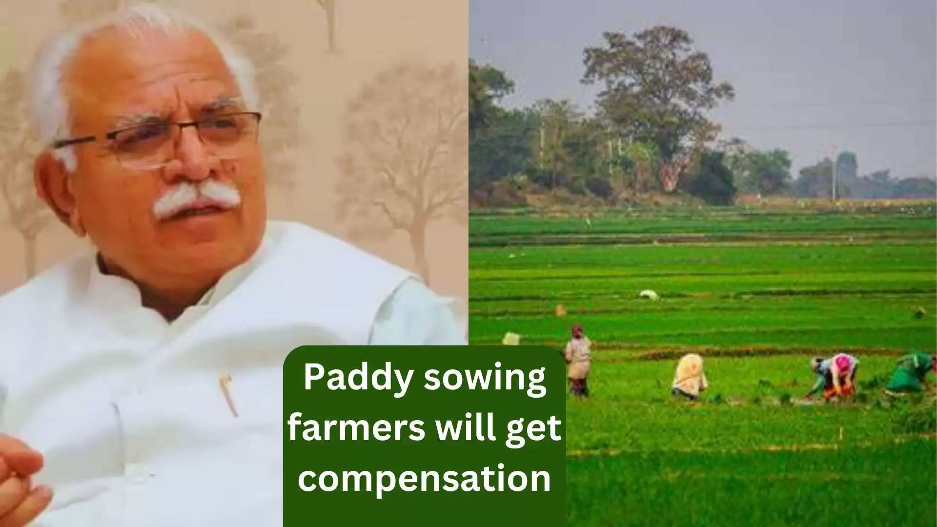 Paddy sowing farmers will get compensation