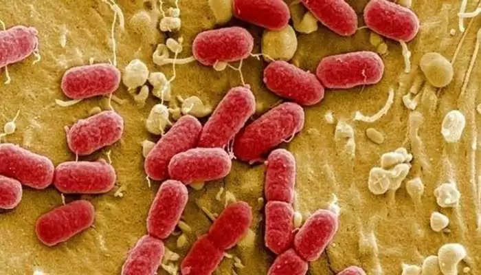 Harmful Bacteria: Bacteria के कारण हर साल ऐसे हो रही करोड़ों लोगों की मौत, क्या आप भी कर रहे ये गलती