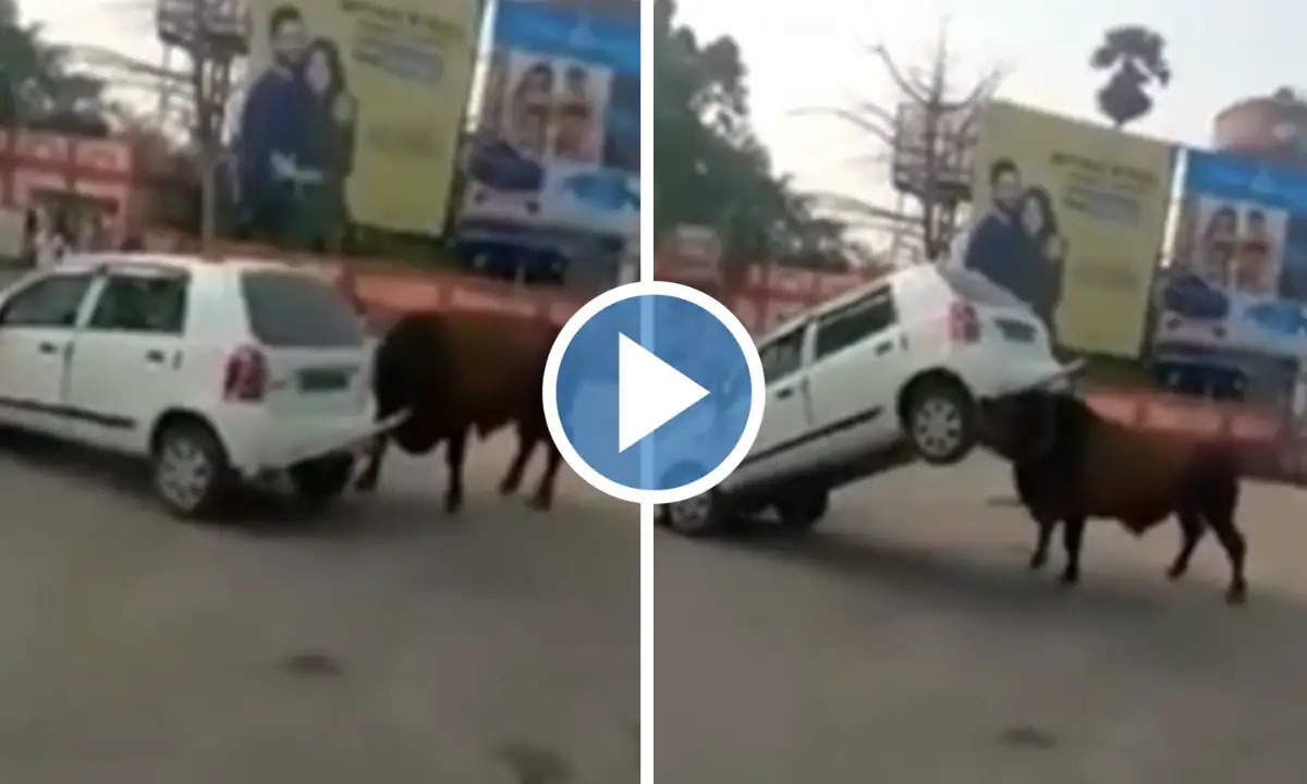 Viral Video: दादा रे! गुस्साए सांड ने सींग से उठाकर गोल-गोल घुमाई कार, वीडियो देख फटी रह जाएंगी आंखें