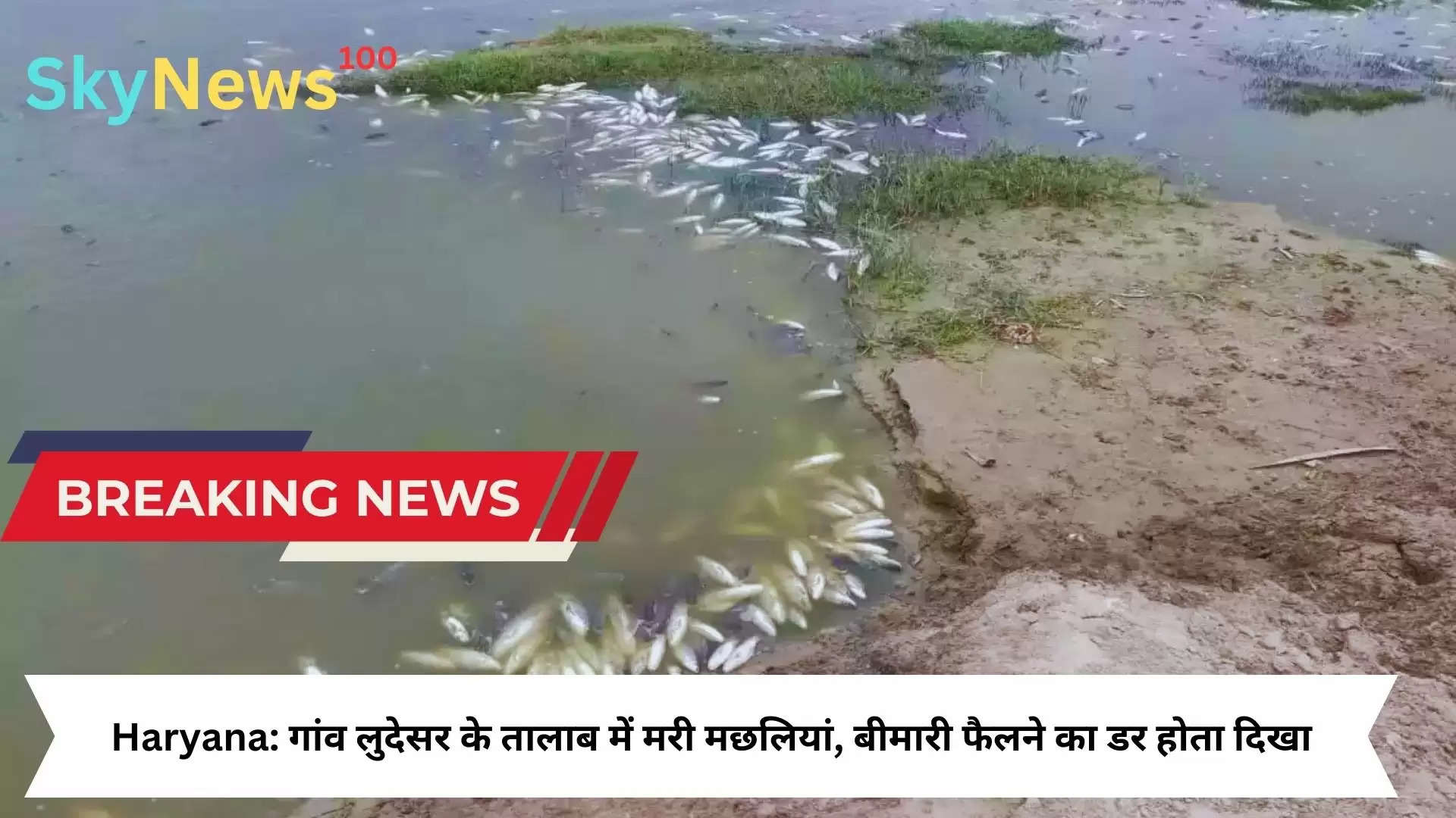 Haryana: गांव लुदेसर के तालाब में मरी मछलियां, बीमारी फैलने का डर होता दिखा